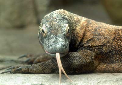 Dragón de Comodo $150,000